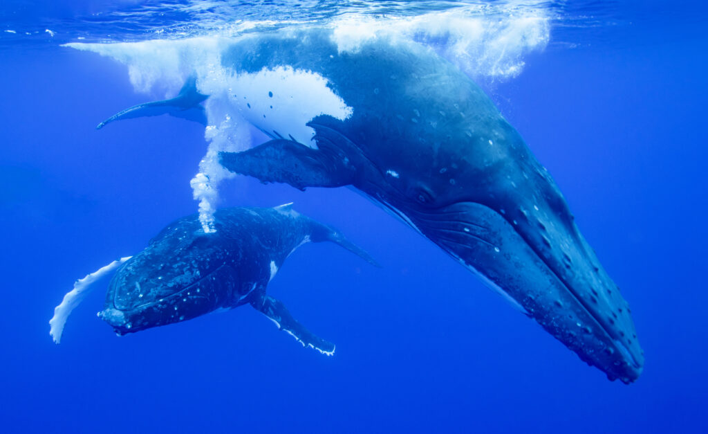 Niue Whales - CHris Patterson